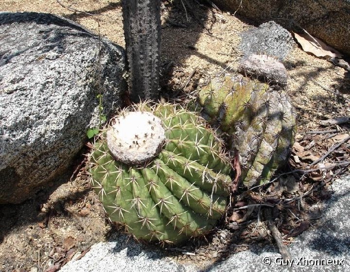 Melocactus curvispinus S.Marta GX 4-2006 3